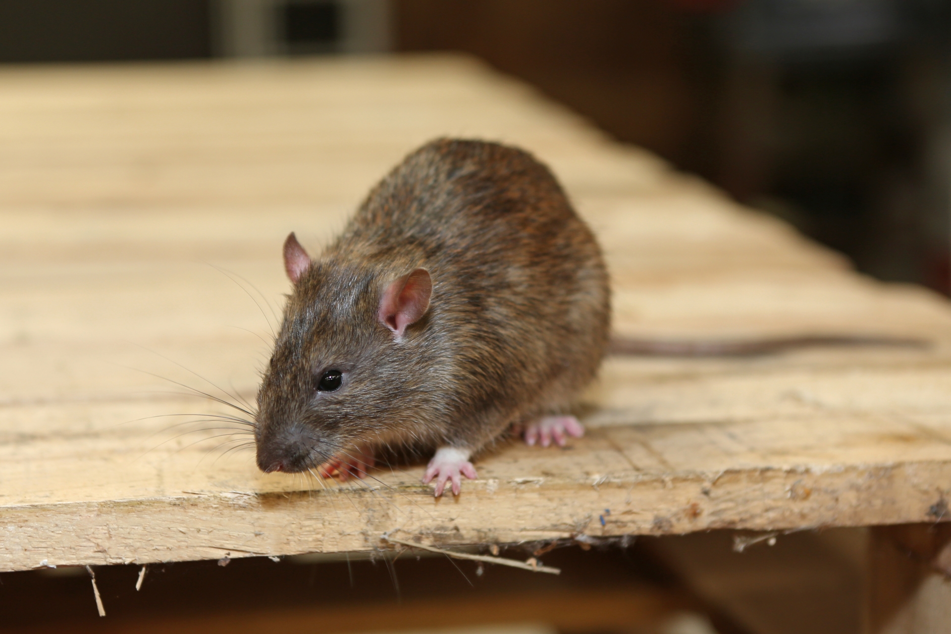 Rat Infestation, Pest Control in Weybridge, Oatlands, KT13. Call Now 020 8166 9746