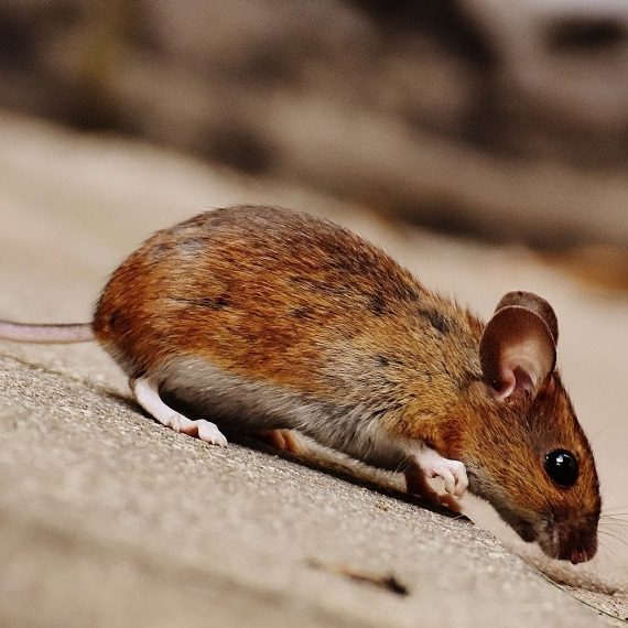 Mice, Pest Control in Weybridge, Oatlands, KT13. Call Now! 020 8166 9746