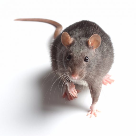 Rats, Pest Control in Weybridge, Oatlands, KT13. Call Now! 020 8166 9746