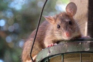 Rat extermination, Pest Control in Weybridge, Oatlands, KT13. Call Now 020 8166 9746