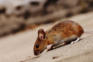 Mice Exterminator, Pest Control in Weybridge, Oatlands, KT13. Call Now 020 8166 9746
