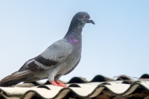 Pigeon Control, Pest Control in Weybridge, Oatlands, KT13. Call Now 020 8166 9746