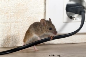 Mice Control, Pest Control in Weybridge, Oatlands, KT13. Call Now 020 8166 9746