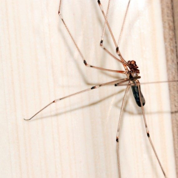 Spiders, Pest Control in Weybridge, Oatlands, KT13. Call Now! 020 8166 9746