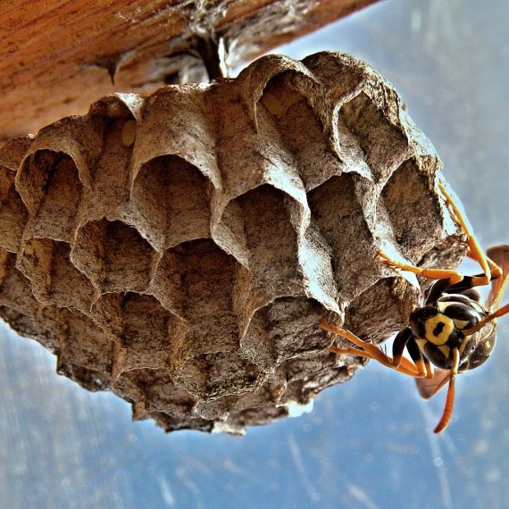 Wasps Nest, Pest Control in Weybridge, Oatlands, KT13. Call Now! 020 8166 9746